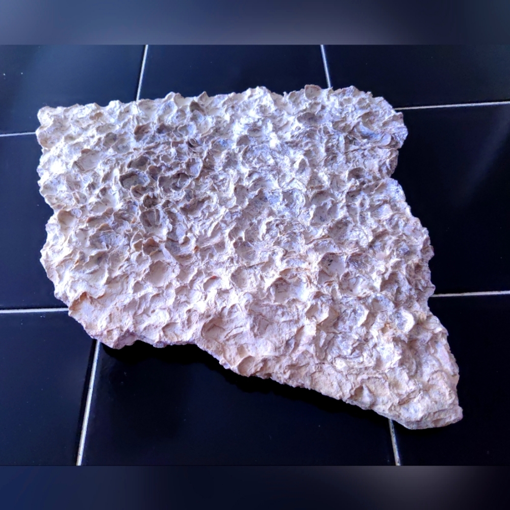 Very Large Fossil Plate from the Desert Southwest USA/Nice Cabinet Display!